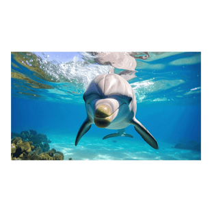 Wandbild Freundlicher Delfin