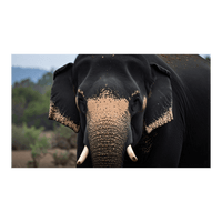 Wandbild Schwarz-Weisser Elefant 1