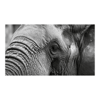 Wandbild Schwarz-Weisser Elefant 2