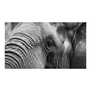 Wandbild Schwarz-Weisser Elefant 2