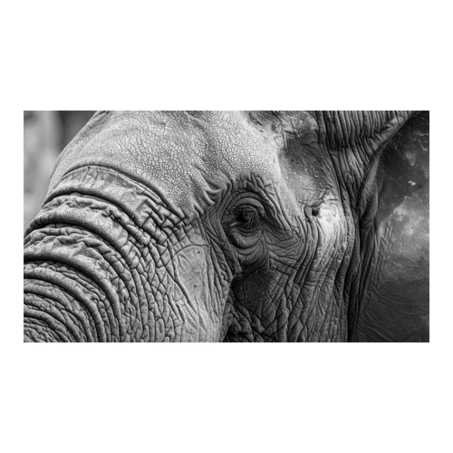 Wandbild Schwarz-Weisser Elefant 2
