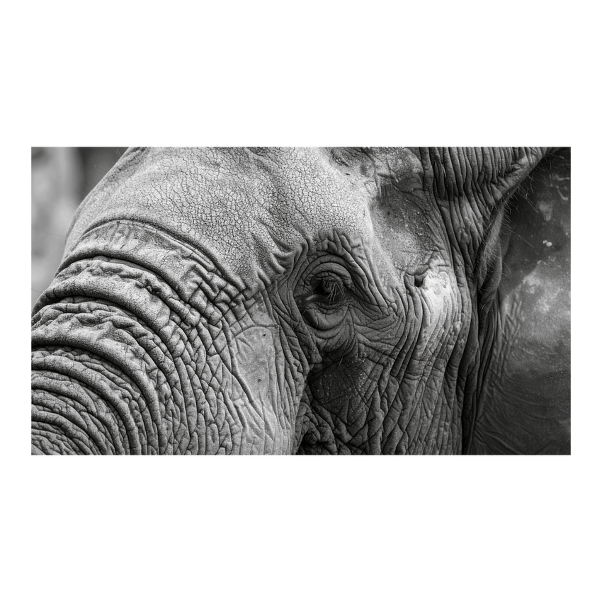 Wandbild Schwarz-Weisser Elefant 2