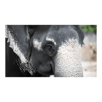 Wandbild Schwarz-Weisser Elefant 4