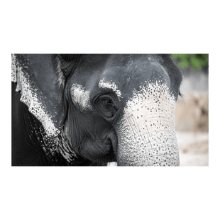 Wandbild Schwarz-Weisser Elefant 4