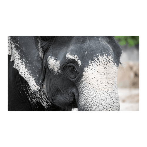 Wandbild Schwarz-Weisser Elefant 4