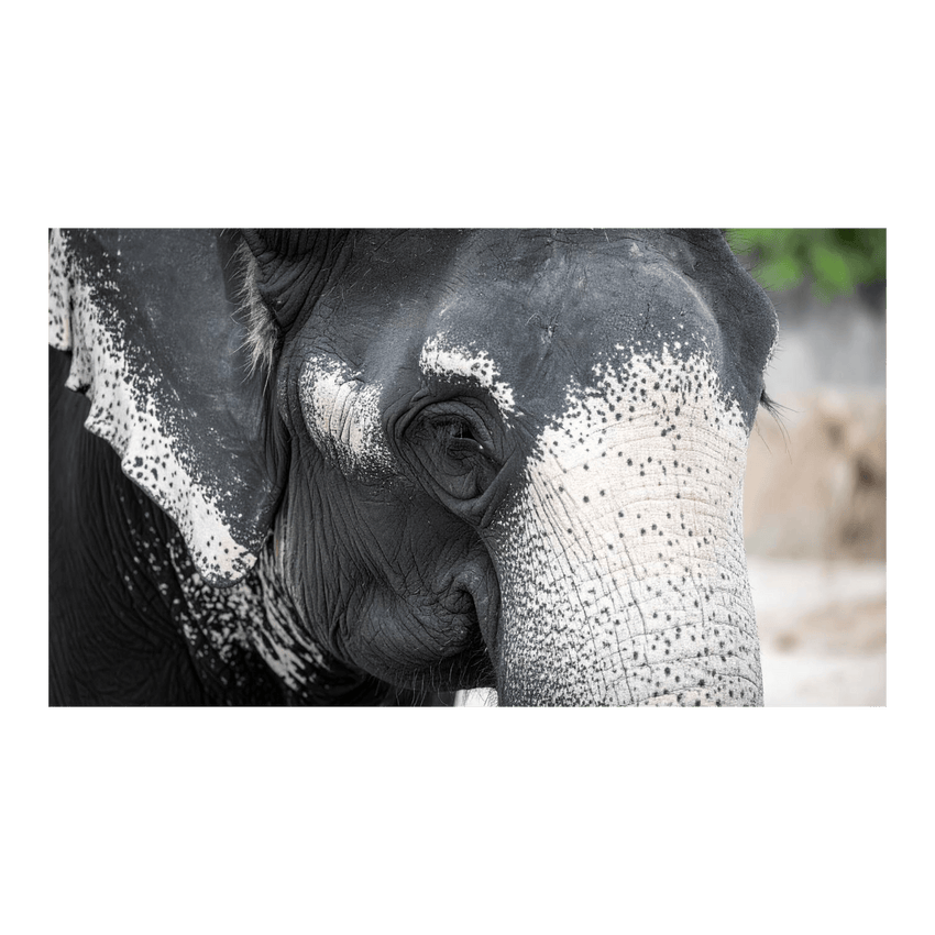 Wandbild Schwarz-Weisser Elefant 4