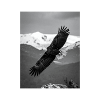 Wandbild Bergadler Schwarz Weiss 2