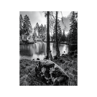 Wandbild Moosbewachsener Schwarz Weiss