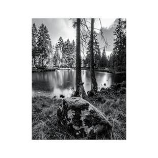 Wandbild Moosbewachsener Schwarz Weiss