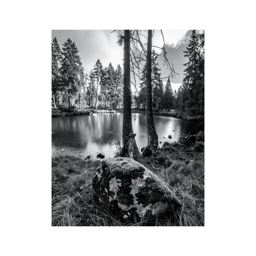 Wandbild Moosbewachsener Schwarz Weiss