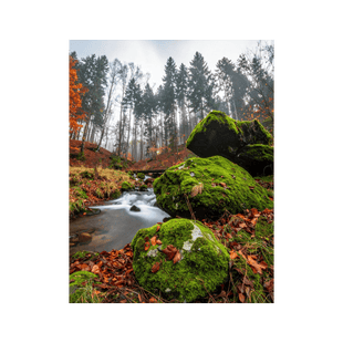 Wandbild Moosbewachsener Stein 3