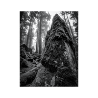 Wandbild Moosbewachsener Schwarz Weiss 2