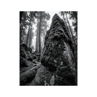 Wandbild Moosbewachsener Schwarz Weiss 2