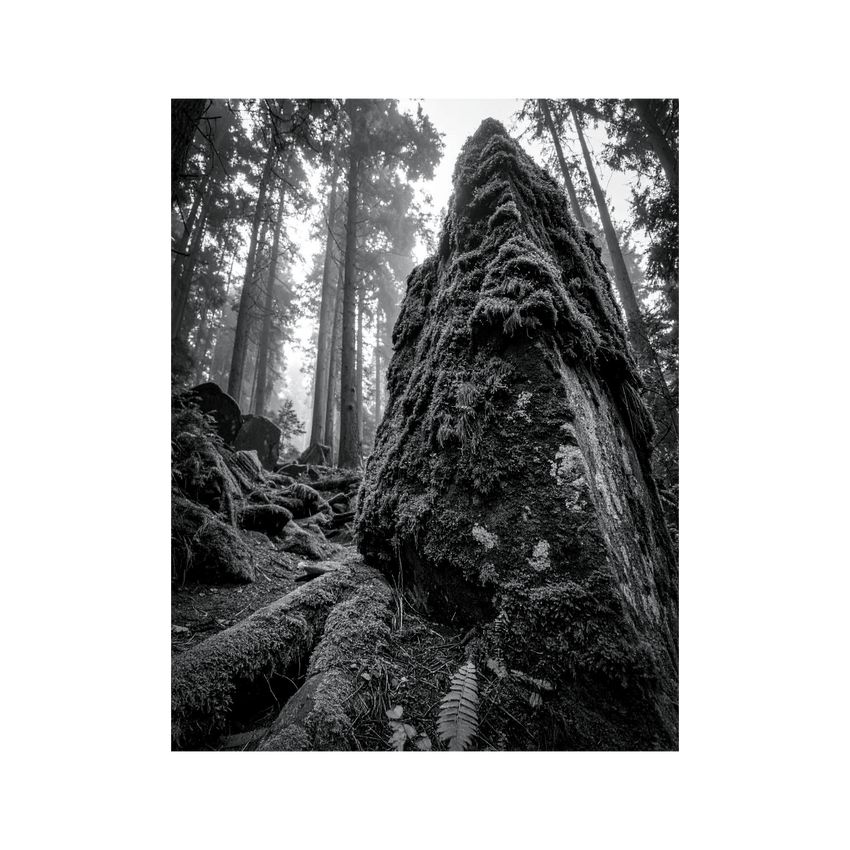 Wandbild Moosbewachsener Schwarz Weiss 2