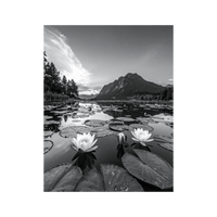 Wandbild Seerosen Schwarz Weiss