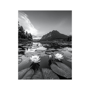 Wandbild Seerosen Schwarz Weiss