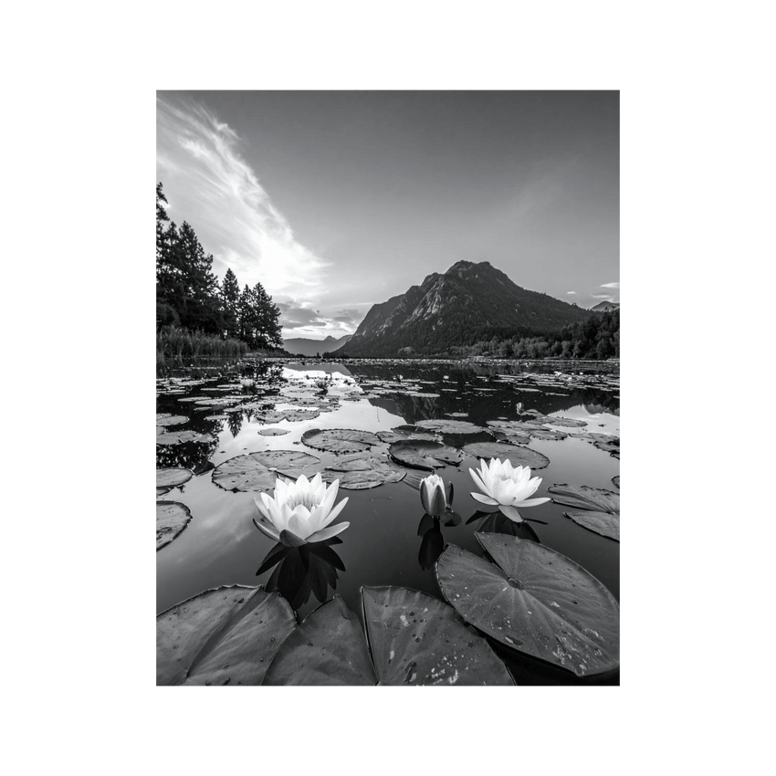 Wandbild Seerosen Schwarz Weiss