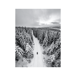 Wandbild Winter Nadelbaumwald Schwarz Weiss