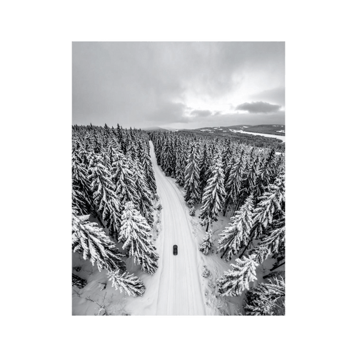Wandbild Winter Nadelbaumwald Schwarz Weiss