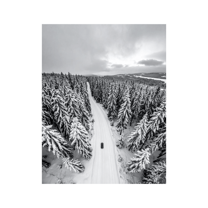 Wandbild Winter Nadelbaumwald Schwarz Weiss