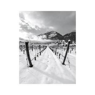 Wandbild Walliser Rebberge im Winter