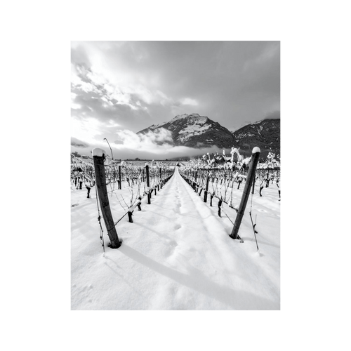 Wandbild Walliser Rebberge im Winter