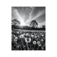 Wandbild Löwenzahnwiese Schwarz Weiss