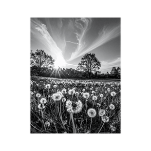 Wandbild Löwenzahnwiese Schwarz Weiss