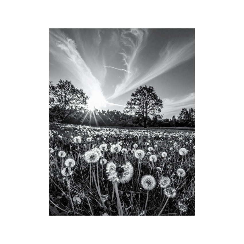 Wandbild Löwenzahnwiese Schwarz Weiss