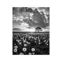 Wandbild Löwenzahnwiese Schwarz Weiss 2