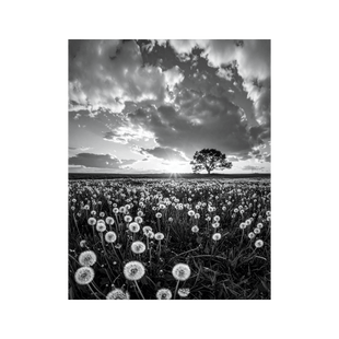Wandbild Löwenzahnwiese Schwarz Weiss 2
