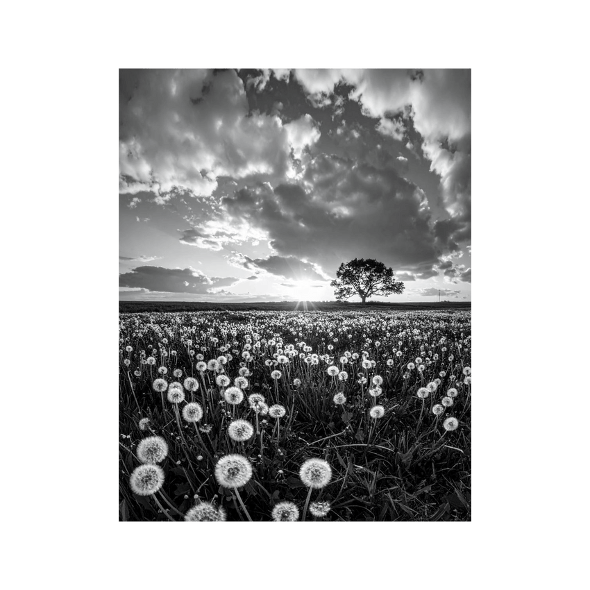 Wandbild Löwenzahnwiese Schwarz Weiss 2
