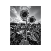 Wandbild Sonnenblumenfeld Schwarz Weiss
