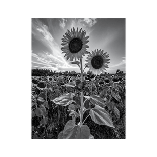 Wandbild Sonnenblumenfeld Schwarz Weiss
