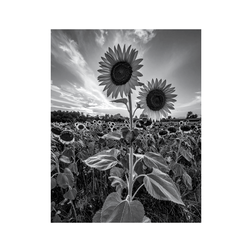 Wandbild Sonnenblumenfeld Schwarz Weiss