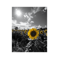 Wandbild Sonnenblumenfeld Schwarz Weiss 2