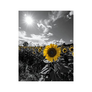 Wandbild Sonnenblumenfeld Schwarz Weiss 2