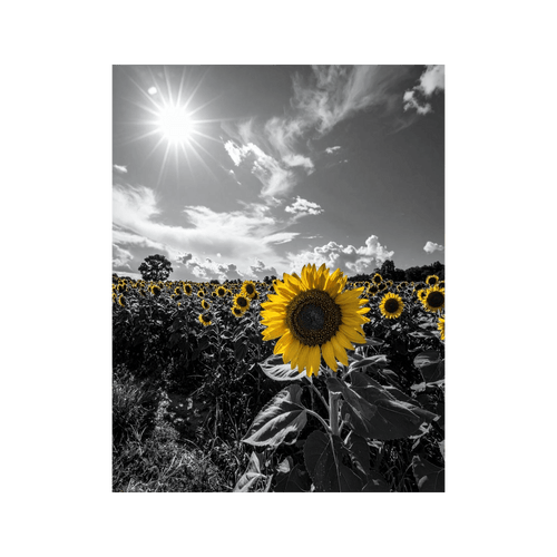 Wandbild Sonnenblumenfeld Schwarz Weiss 2