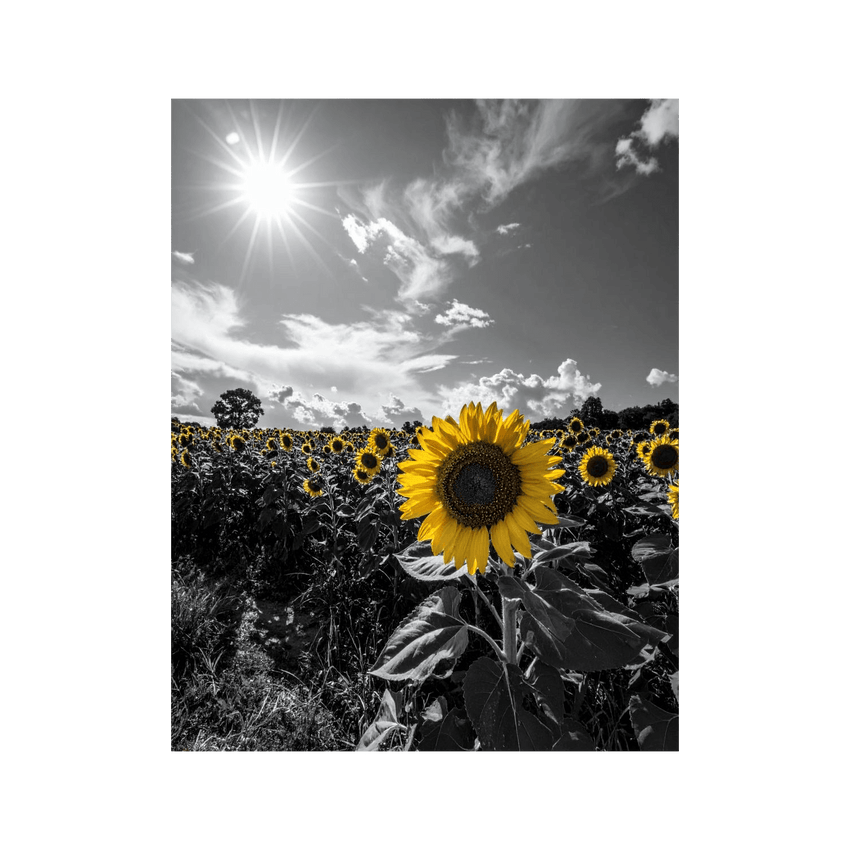 Wandbild Sonnenblumenfeld Schwarz Weiss 2