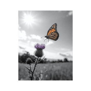 Wandbild Schmetterling Schwarz Weiss