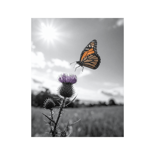 Wandbild Schmetterling Schwarz Weiss
