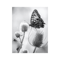 Wandbild Schmetterling Schwarz Weiss 2