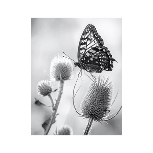 Wandbild Schmetterling Schwarz Weiss 2