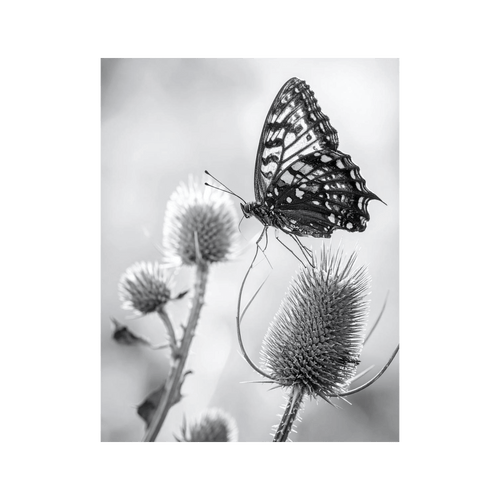Wandbild Schmetterling Schwarz Weiss 2