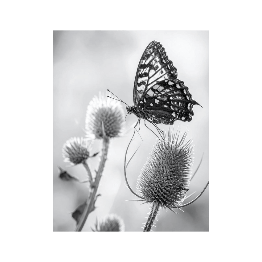 Wandbild Schmetterling Schwarz Weiss 2