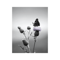 Wandbild Schmetterling Schwarz Weiss 3