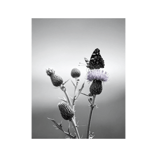 Wandbild Schmetterling Schwarz Weiss 3