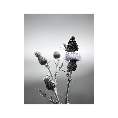 Wandbild Schmetterling Schwarz Weiss 3