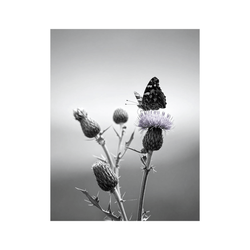 Wandbild Schmetterling Schwarz Weiss 3