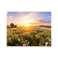 Wandbild Blühendes Feld 2